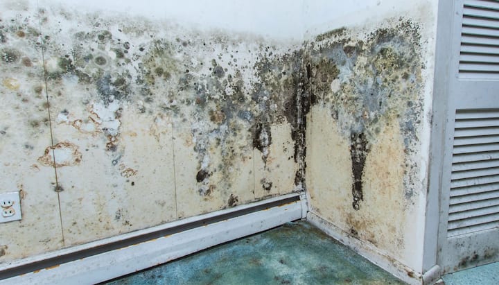 Mold Damage Odor Control Services in Queens